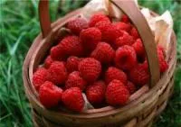 Саженцы малины Австрия ранняя