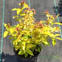 Спірея японська Goldflame